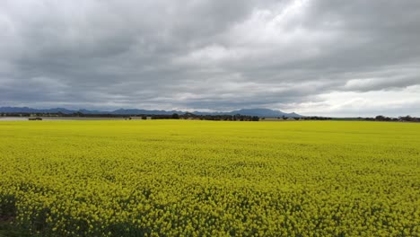 wide panning shot of canola field in australia