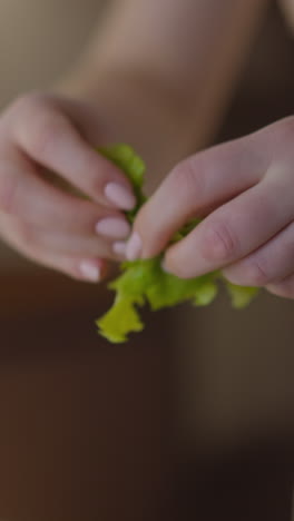 woman hands tear fresh lettuce leaves preparing healthy salad to follow diet at table in light kitchen extreme close view slow motion