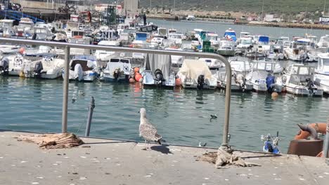 Seagull-overviewing-marina-with-fishing-boats-in-Switzerland