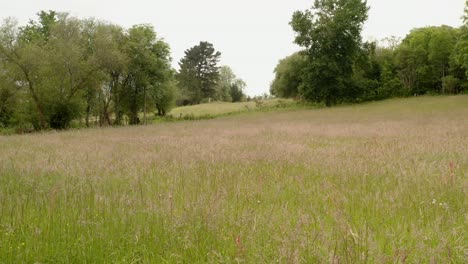 drone flying low over tall grass meadow, contemplative concept