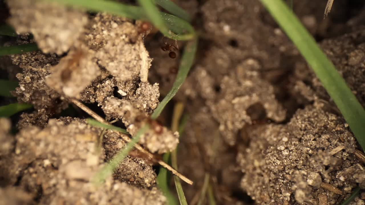 Rapida panoramica sulla cima di un formicaio di formiche rosse già disturbato, con erba che spunta dal terreno. Molte formiche corrono in giro valutando i danni. Utilizzando un obiettivo macro a sonda grandangolare.