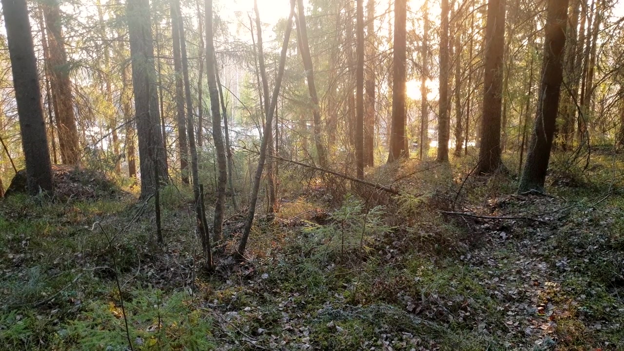 Persone nella foresta che si avvicinano a un fiume, raggi di sole del tramonto dell'ora d'oro che brillano attraverso gli alberi