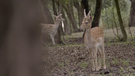 Zwei-Gefleckte-Hirsche-Stehen-Im-Wald-Und-Schauen-Sich-Hinter-Dem-Baum-In-Die-Kamera-Um