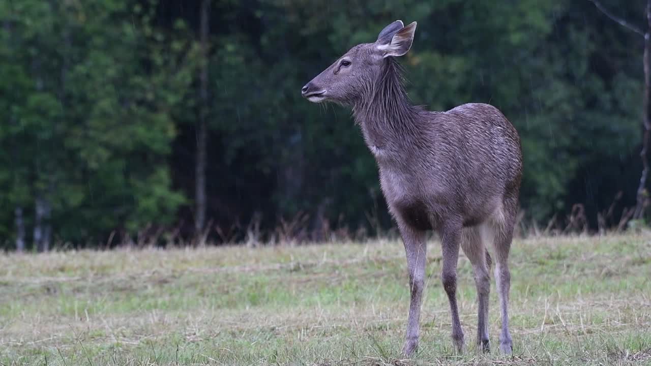 el ciervo sambar es una especie vulnerable debido a la pérdida de hábitat y la caza