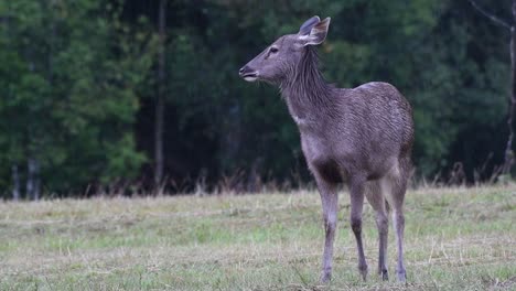 Der-Sambarhirsch-Ist-Aufgrund-Von-Lebensraumverlust-Und-Jagd-Eine-Gefährdete-Art