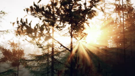 sunrise in a misty forest