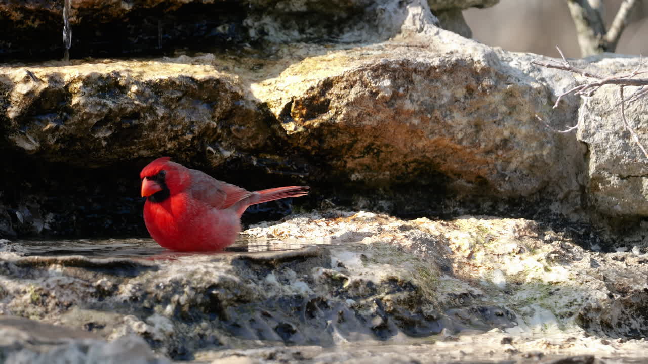 Northern Cardinal drinking from a pool of water next to a stream - Cardinalis cardinalis