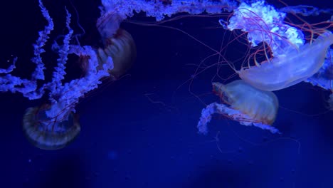 las medusas nadan con gracia en un mundo submarino azul brillante.