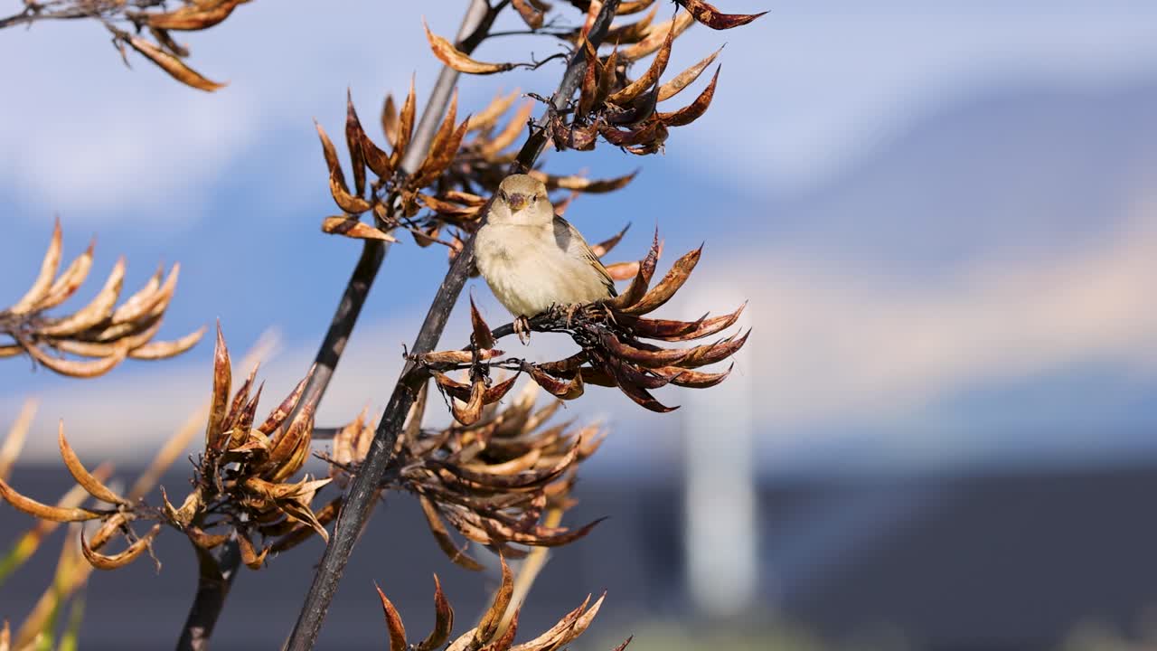 A sparrow sits on a branch against a mountainous backdrop. Natural lighting enhances the serene outdoor setting