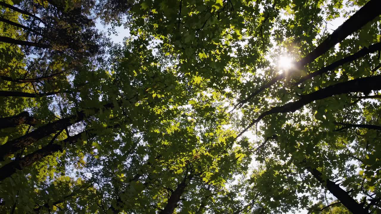 A serene video captures a low-angle view of sunlight filtering through lush green leaves