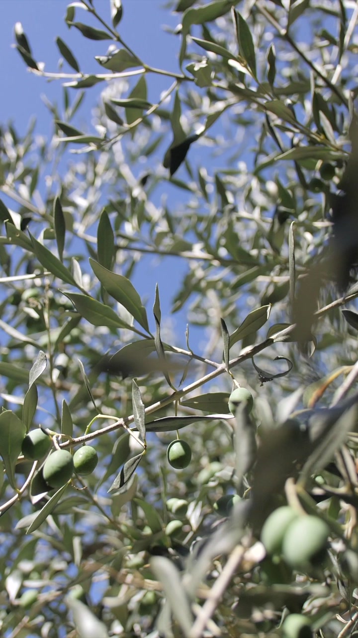 olive tree with green olives, blue sky background, shallow depth of filed cinematic vertical shot