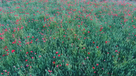 Volando-Sobre-El-Campo-Con-Flores-De-Amapola-Disparando-Drones-Aéreos