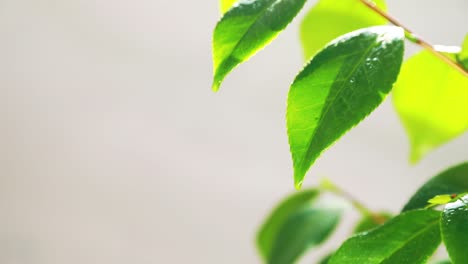 leaves of flower with water drops falling on white background fresh green colors on light