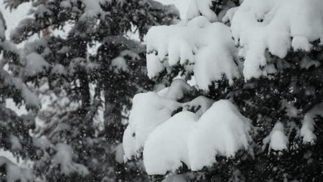 Colorado,-Super-Zeitlupe,-Schneefall,-Verschneiter-Frühling,-Winterwunderland,-Weihnachtsschneesturm,-Weiß,-Tiefer,-Schwerer,-Nasser-Schnee,-Pulverschnee-Auf-Dem-Kiefern-Nationalwald,-Loveland,-Berthoud-Pass,-Statische-Aufnahme-Der-Rocky-Mountains