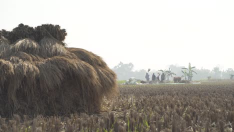 los agricultores están trillando arroz en el campo durante la temporada de invierno