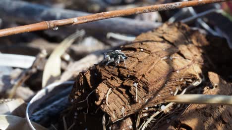 Peacock-spider,-Male-Maratus-speculifer