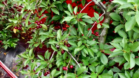 ripe cherries harvested modern machines