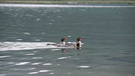 Common-mergansers-in-lake-swimming-in-canadian-rockies