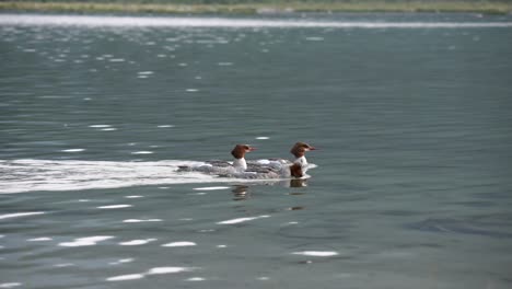 Gänsesäger-Beim-Schwimmen-Im-See-In-Den-Kanadischen-Rocky-Mountains