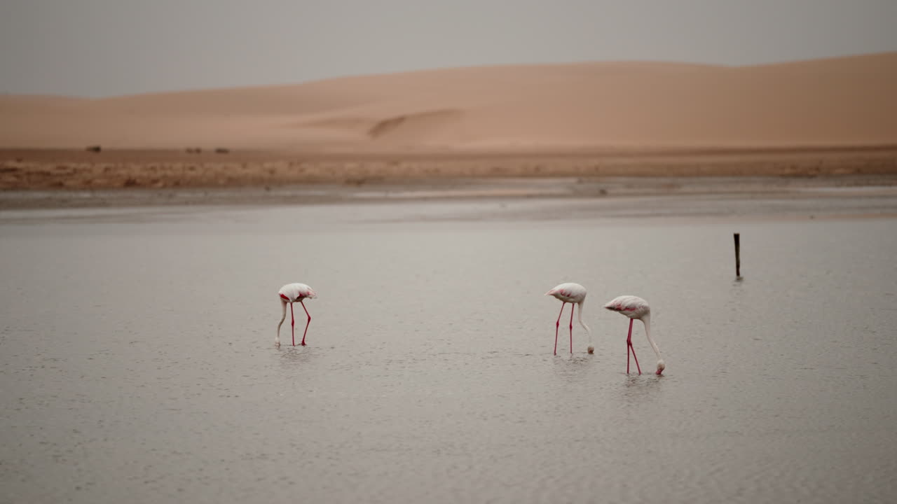 Flamingos in a Desert Wetland