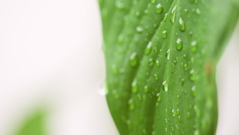 shimmering dew on fresh leaves