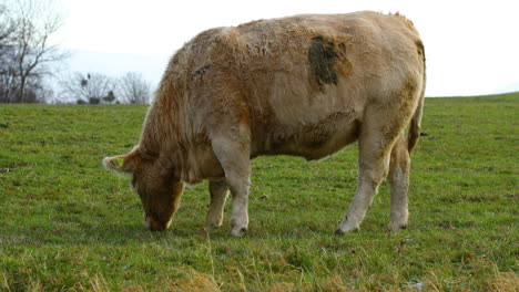 grazing cow on the hill during sunny autumn day close-up view