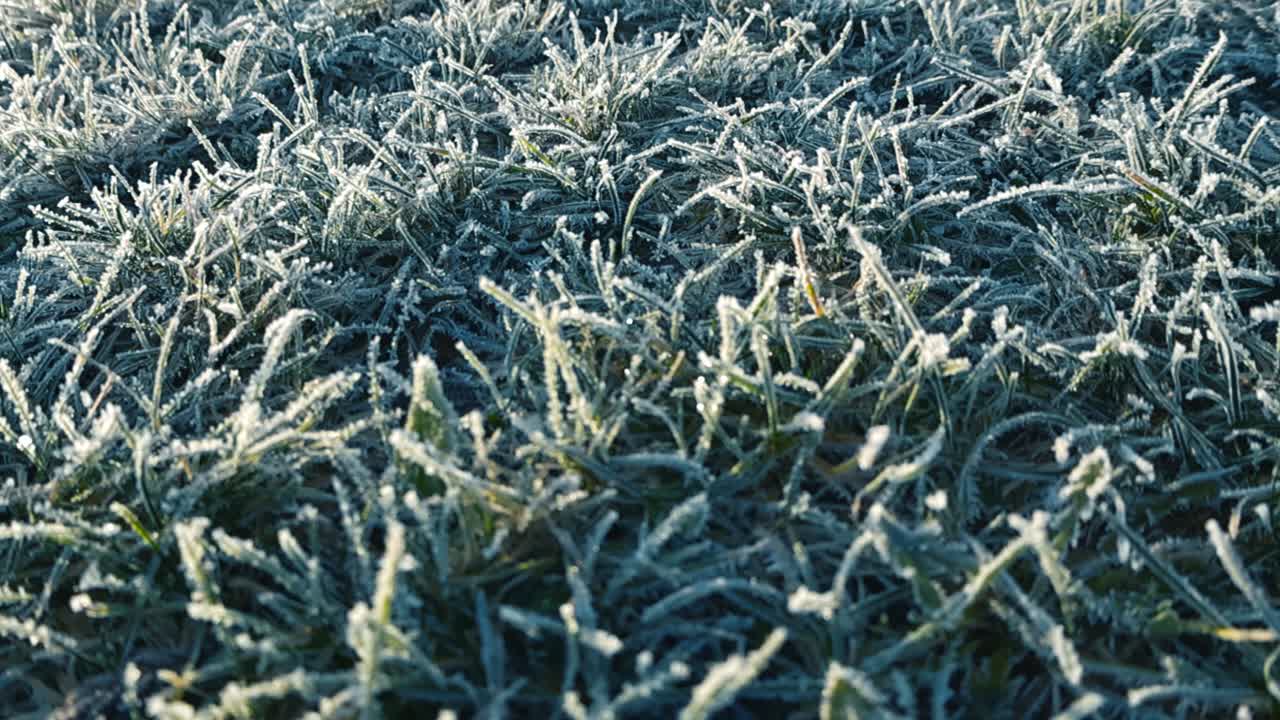 Close up video gliding over morning sunrise green frozen and hoar ice frost covered grass during a winter morning day or first snow. The ice crystals are shiny under the sun, shallow depth of field