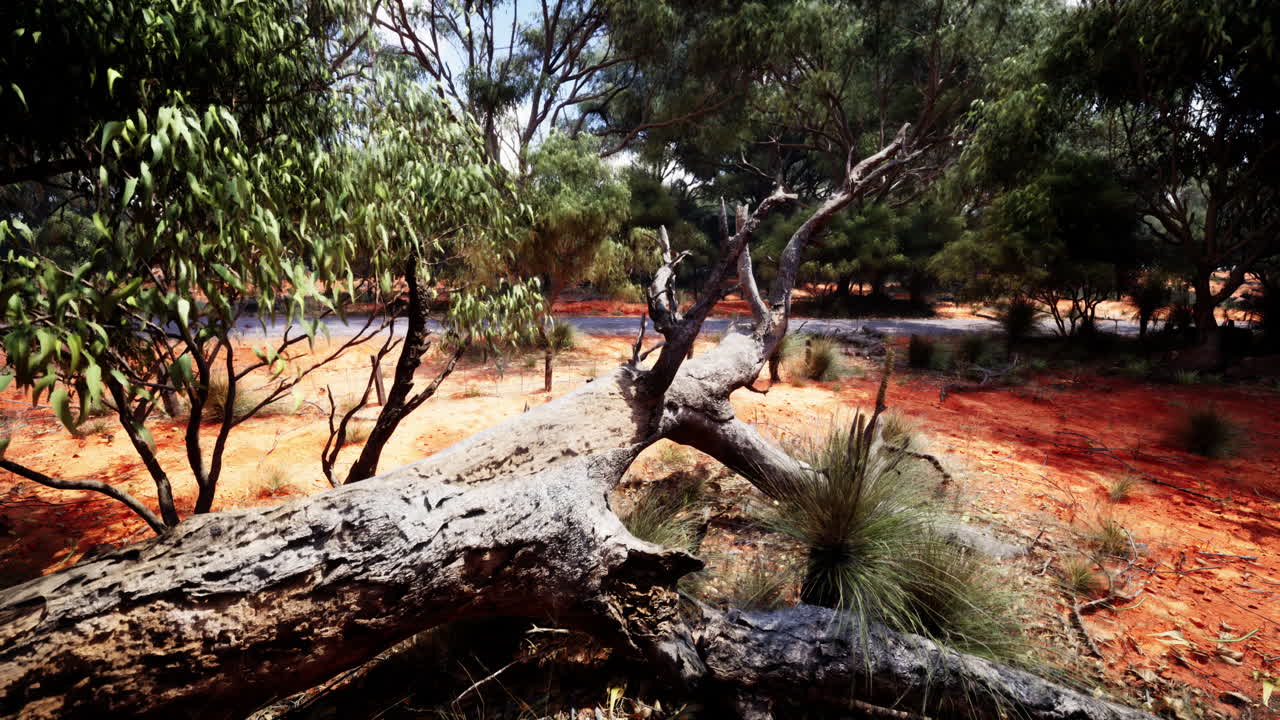 un tronco de árbol caído en un bosque