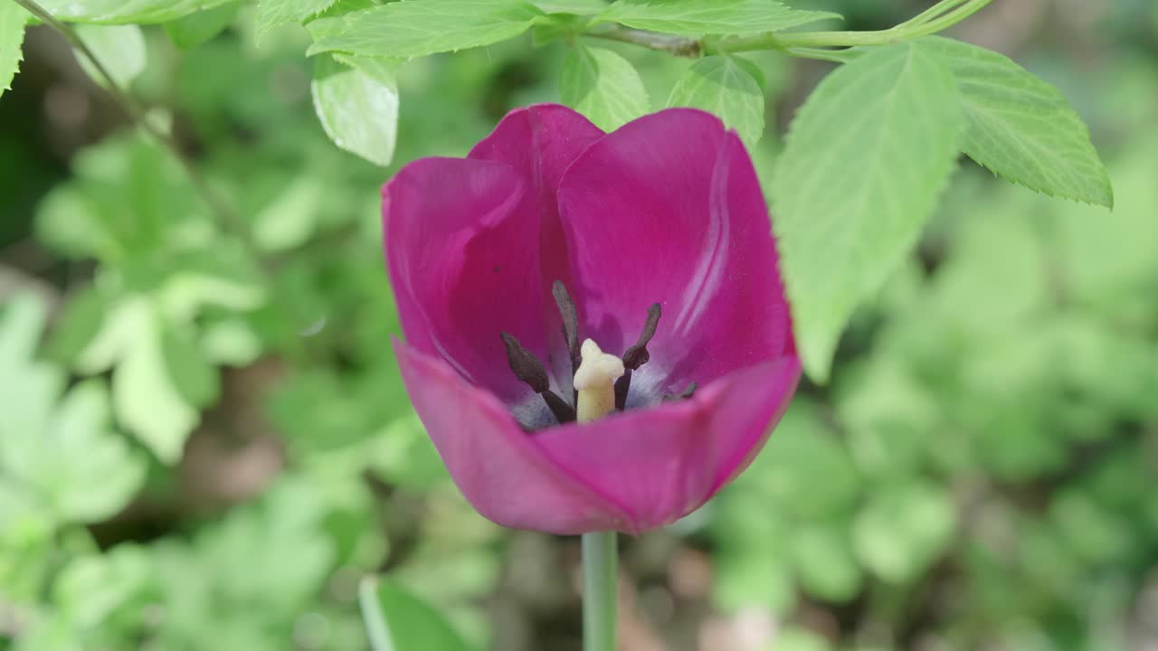 primer plano de la delicada flor de tulipán púrpura en el jardín