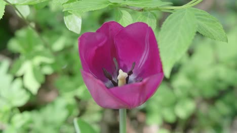 close up of delicate purple tulip flower in the garden