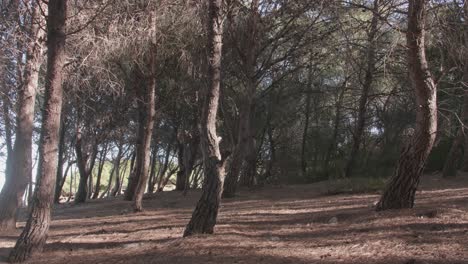 Hermoso-Bosque-De-Pinos-Durante-La-Temporada-De-Otoño