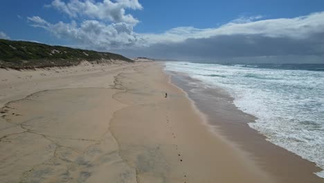 Dingos-Laufen-Am-Strand-–-Falkennest,-NSW,-Australien,-Seltene-Luftaufnahmen