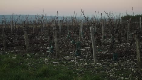 Filas-De-Vino-Después-De-La-Temporada-De-Cosecha-En-Francia-Durante-La-Puesta-De-Sol