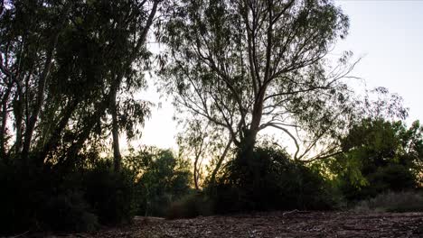 a timelapse of the sun setting behind the silhouette of trees in 4k