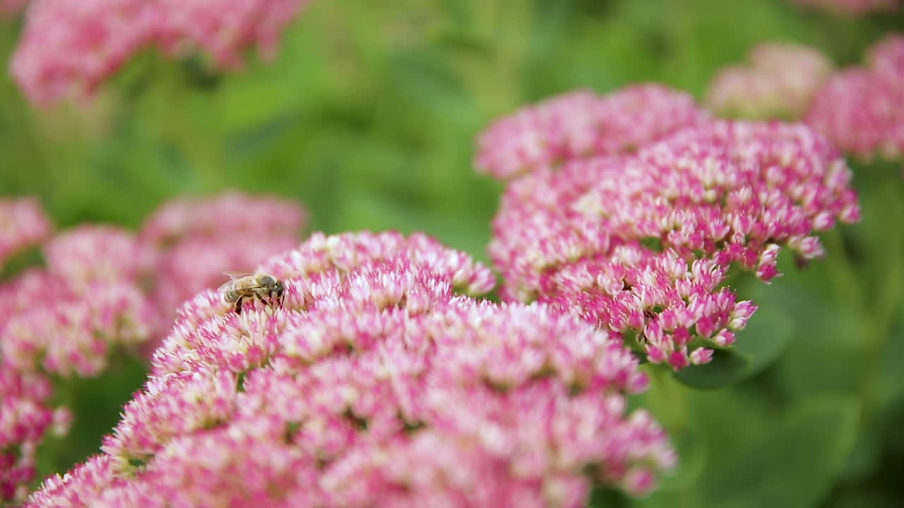 abeja de miel recolectando néctar de una flor rosa, primer plano enfocado y estático