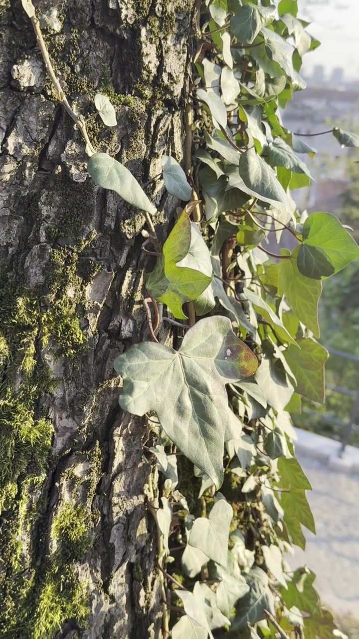 Primo piano di foglie di edera verde che crescono su una corteccia d'albero ruvida, con la calda luce del sole e uno sfondo urbano leggermente sfocato a Londra, Inghilterra.