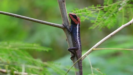 A-close-up-capture-of-its-body-without-the-tail-in-the-frame,-holding-tight,-while-the-afternoon-wind-blowing