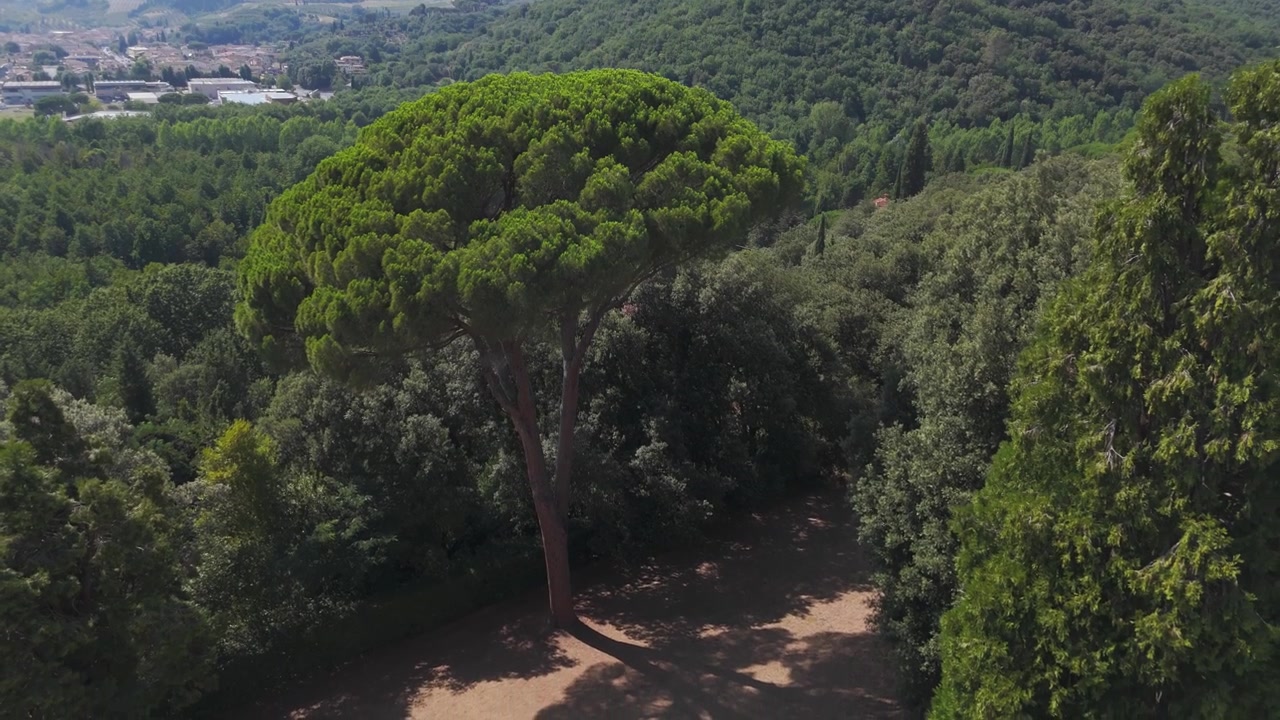 Vista aerea di un grande pino e di un giardino paesaggistico nella rigogliosa campagna toscana