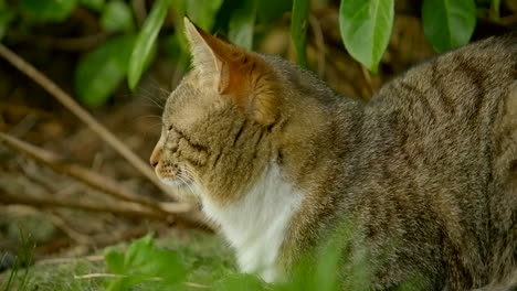 tabby cat sits in garden