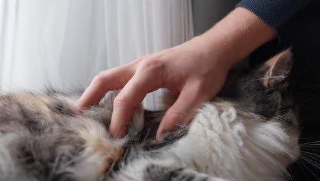 woman's hand petting cat's head, owner pats a cat relaxing by the window - close-up