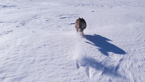 Coyote-Corriendo-A-Través-De-La-Nieve-En-Polvo-Profunda-Y-Los-Campos-Para-Sobrevivir-Al-Frío-Invierno