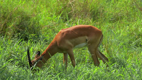 Joven-Impala-Pastando-Comiendo-Hierba-Parque-Nacional-Kruger-Cinco-Grandes-Primavera-Verano-Lozano-Verdor-Johannesburgo-Sudáfrica-Fauna-Silvestre-Medio-Día-Durante-El-Día-Caminando-Cinemática-Primer-Plano-Seguir-Movimiento