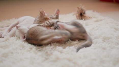 playful kittens
