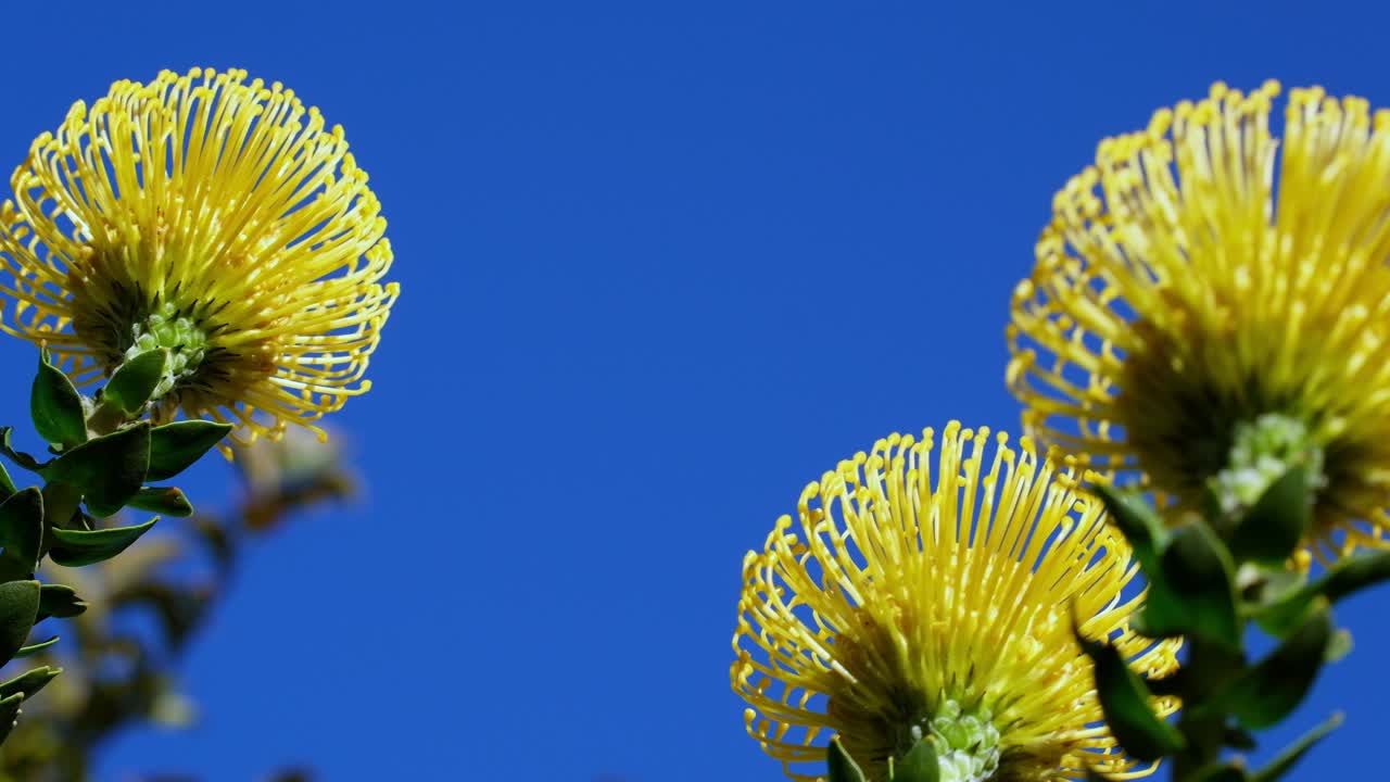 Upwards view of yellow protea Leucospermum cordifolium flowers against blue sky