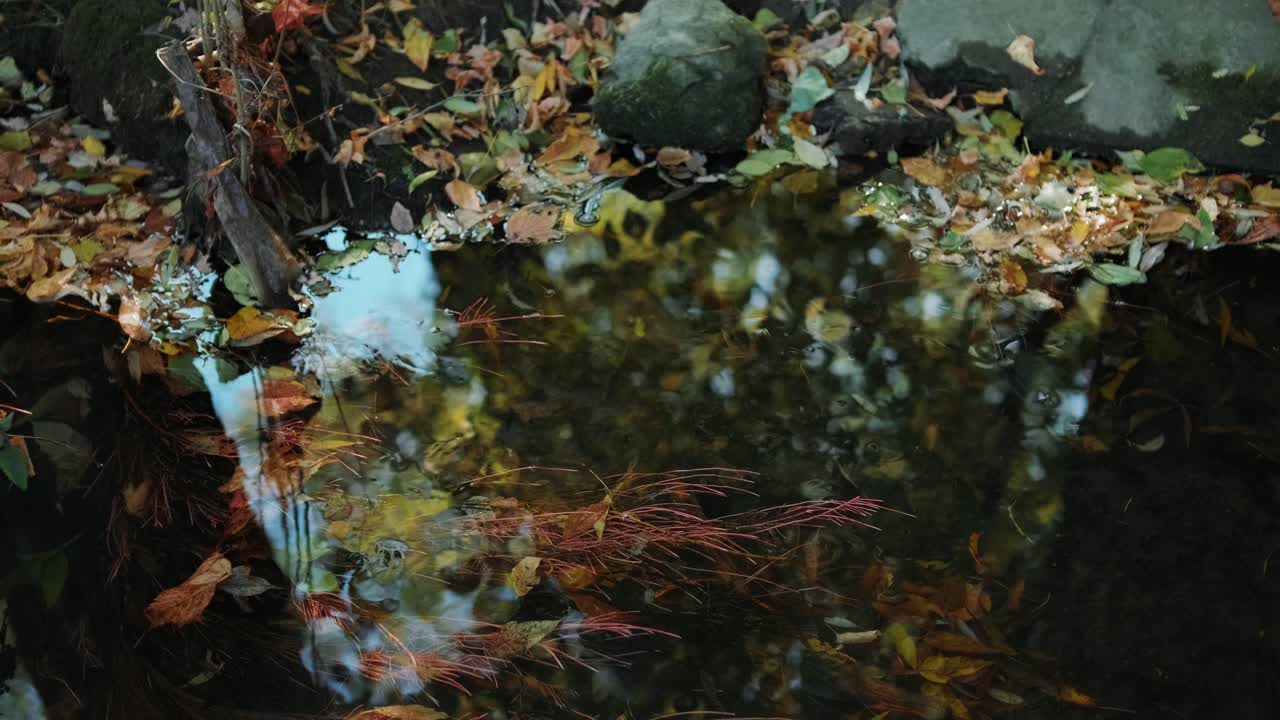 fotografía de un arroyo de montaña con agua cristalina que corre en un increíble bosque verde, la luz del sol reflejada en el agua. arroyo en medio de una hermosa naturaleza