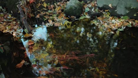 shot of a mountain creek with crystal clear water running in amazing green forest, sunlight reflecting in the water. stream in the middle of a beautiful nature