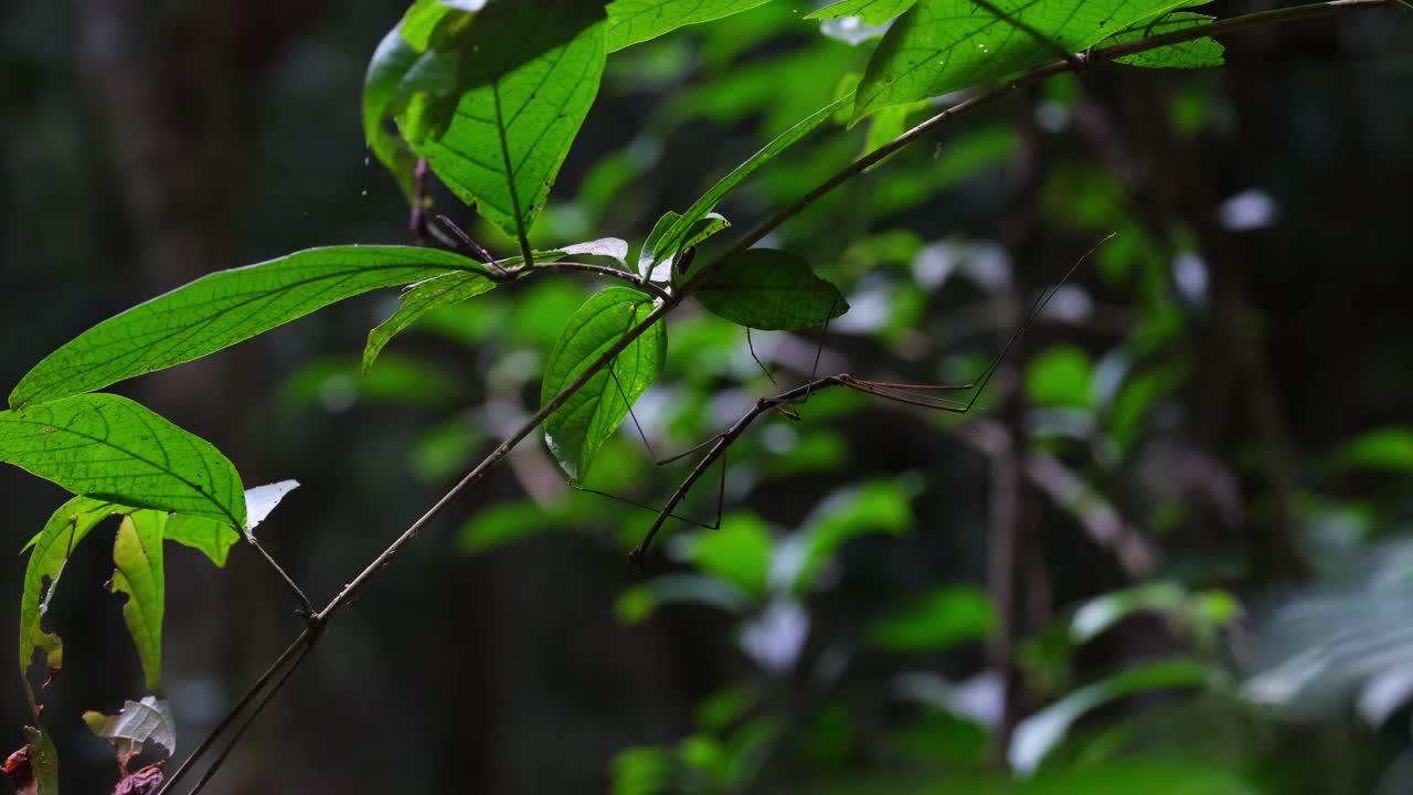 泰國的棒昆蟲 (phasmatodea)