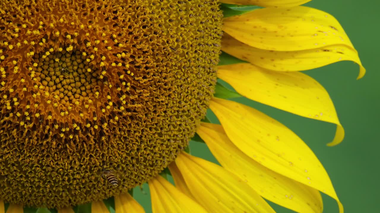 una imagen de cerca de este girasol revelando sus flores de disco y pétalos mientras una abeja disfruta de la polinización mientras recoge néctar mientras la cámara se acerca, girasol común helianthus annuus, tailandia