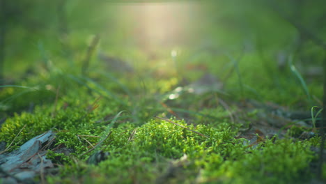 lush green plants and delicate leaves bathed in warm sunlight in forest close-up, creating serene, tranquil atmosphere, soft focus and radiant light enhance natural beauty