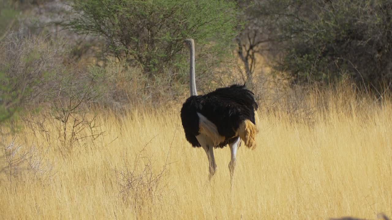 un avestruz caminando por las llanuras de la sabana de masai